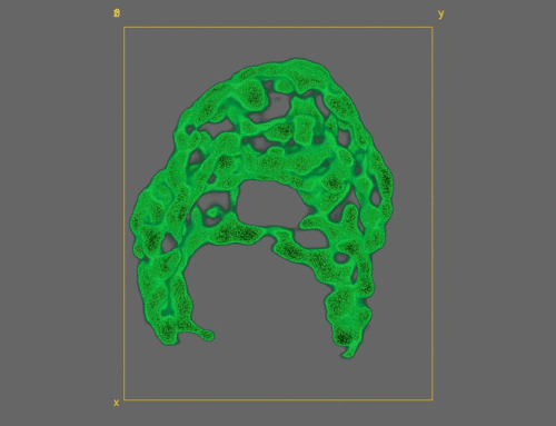 3D reconstruction in depth of C. reinhardtii chloroplast in vivo